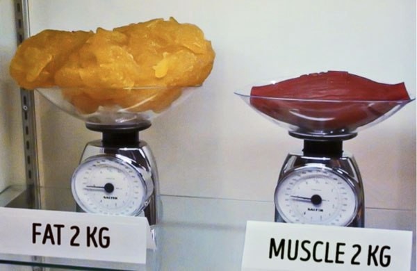 Turning Fats to Muscles, Truth or Myth?